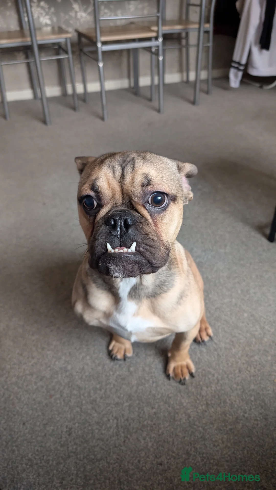 Mixed Breed dogs for sale: 8 month old pup Max in Great Yarmouth - Advert 1