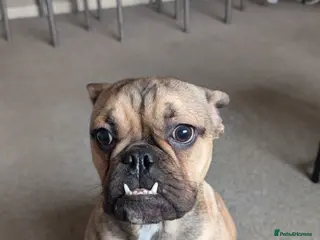 Mixed Breed dogs 8 month old pup Max in Great Yarmouth - Advert 1