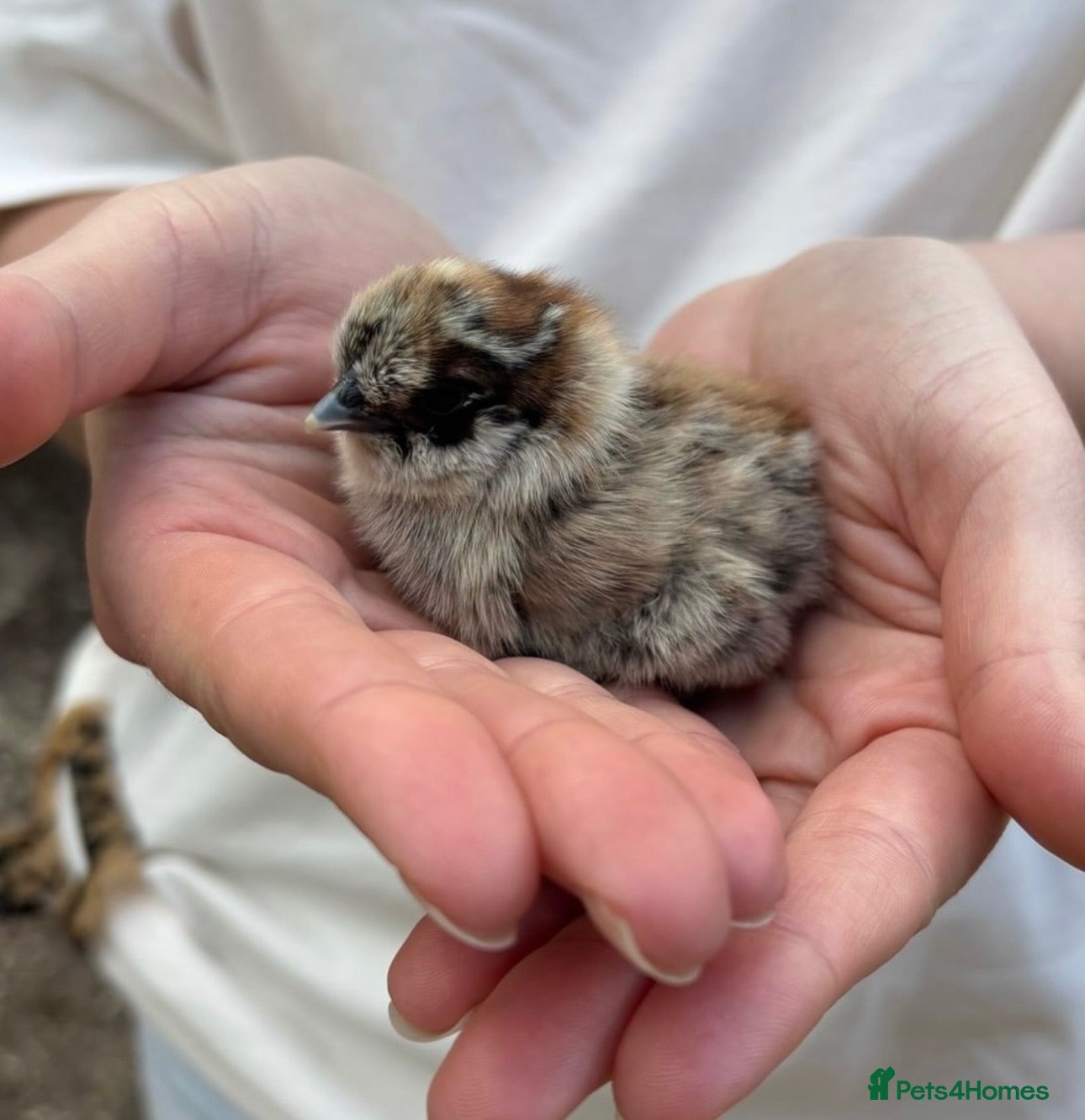 Chickens poultry 🐣 SILKIE FERTILISED HATCHING EGGS 🐣 - Advert 16