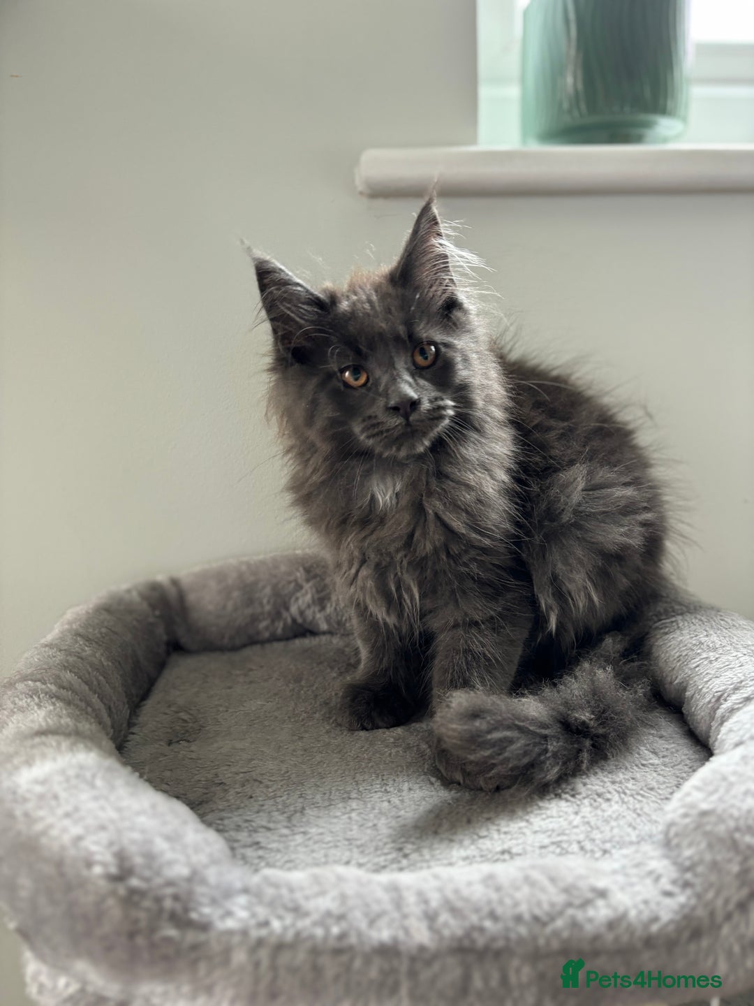 Maine Coon cats for sale: Stunning Maine Coon Kittens  - Image 12