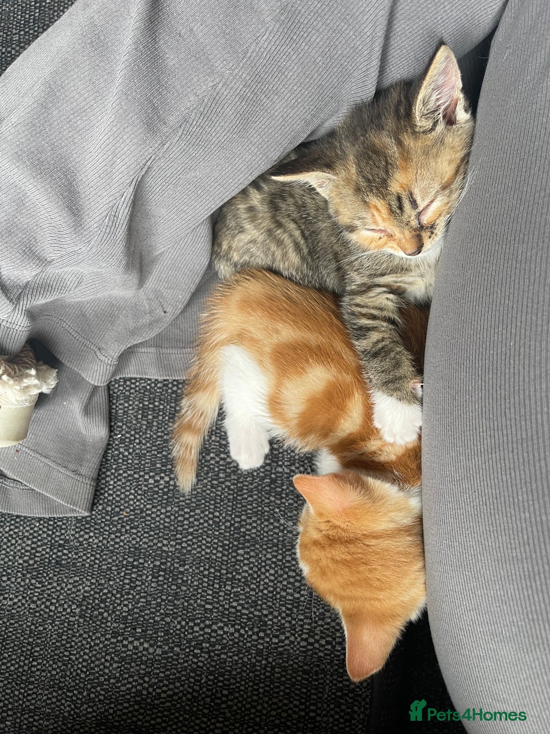 Domestic Shorthair cats for sale: 2 Ginger male kittens available  - Image 7