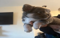 French Bulldog dogs for sale: Visual fluffy French bulldogs - Image 7