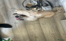 Shih Tzu dogs for sale: Shih tzu  - Image 1