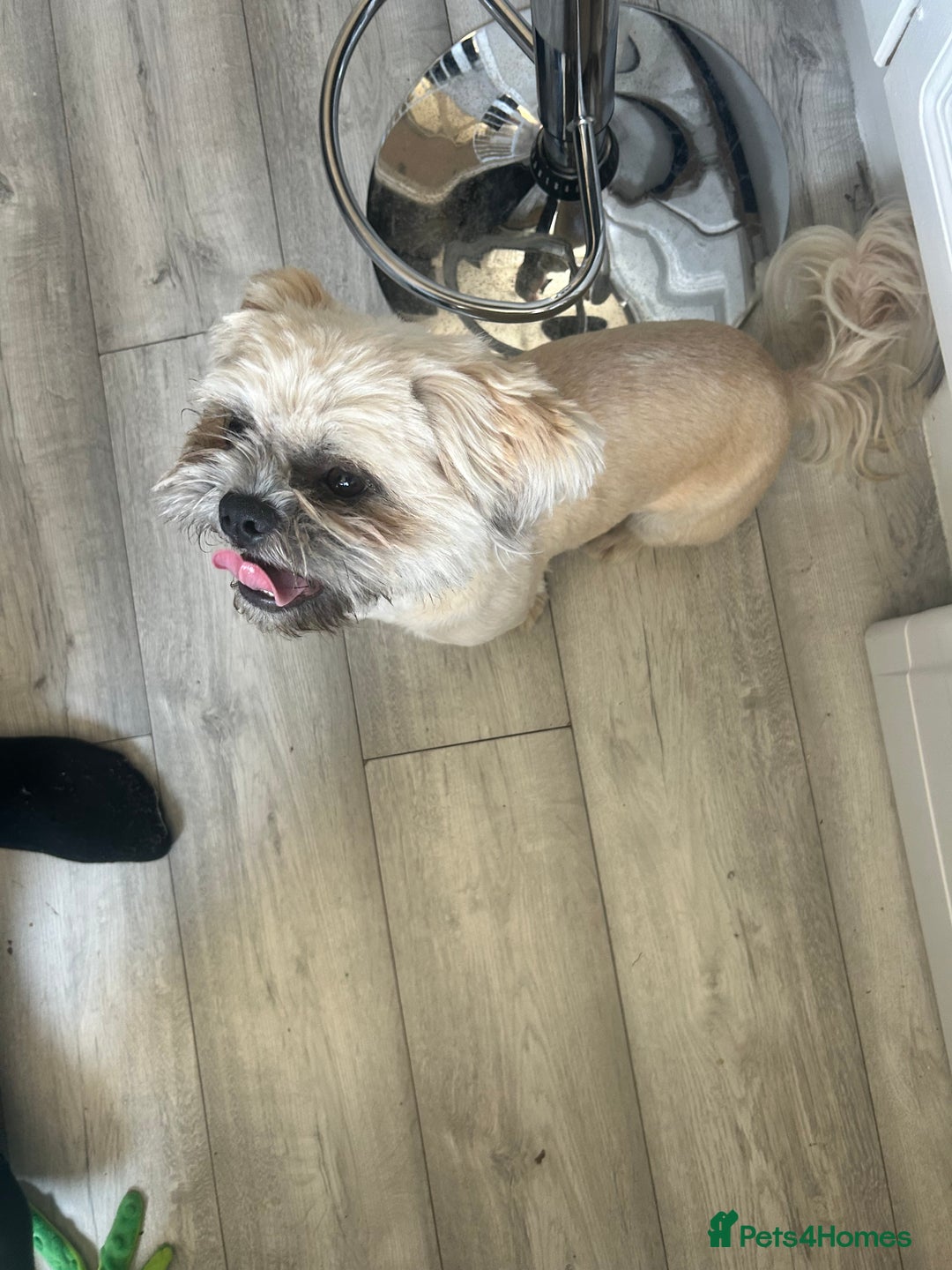 Shih Tzu dogs for sale: Shih tzu  - Image 1