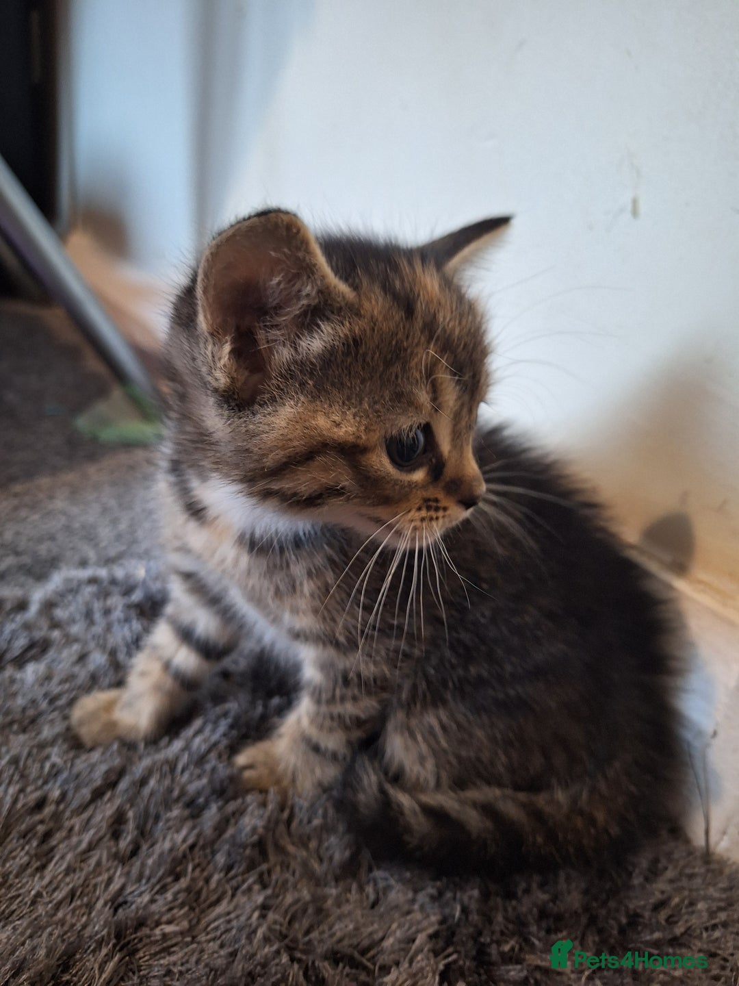 Mixed Breed cats for sale: Mix breed kittens, 1/4 ragdoll  - Advert 30