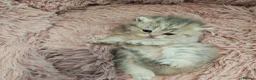 British Longhair cats for sale: Blue golden blue golden spot females - Advert 4