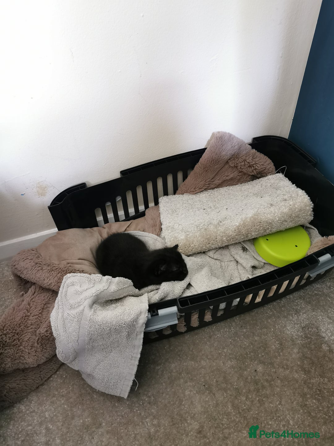 Mixed Breed cats for sale: Female kitten for sale - Image 4