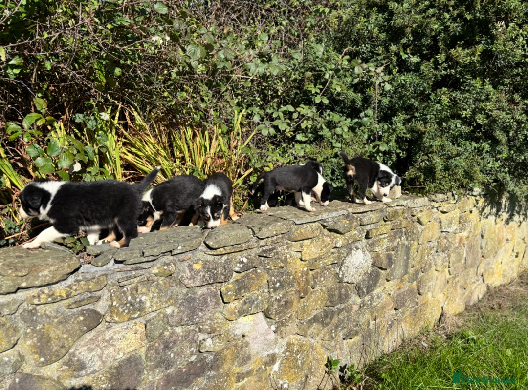 Border Collie dogs for sale: Gorgeous Border Collie Pups - Image 5
