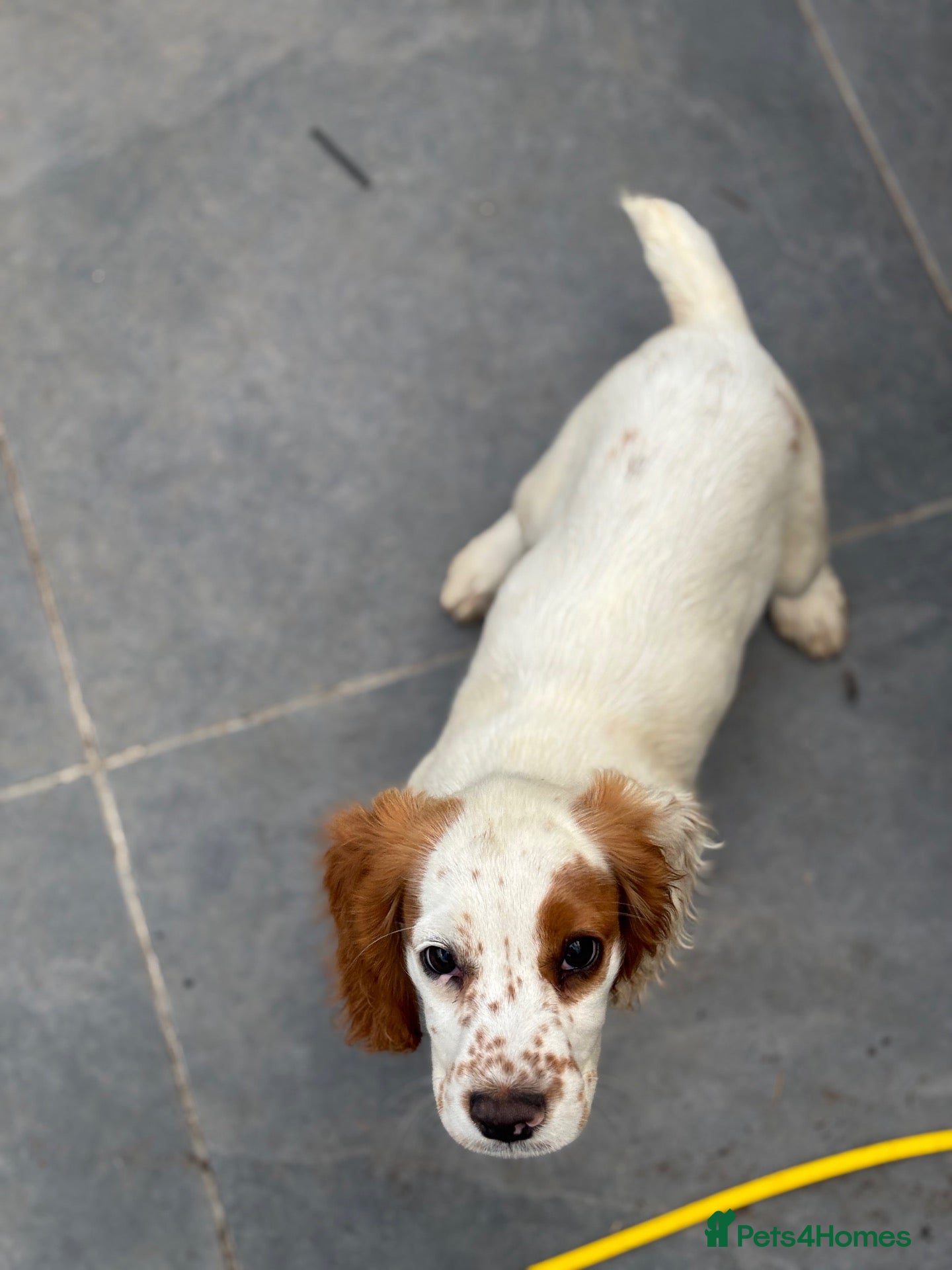 Cocker Spaniel dogs Kc health tested working cocker pups - Advert 11