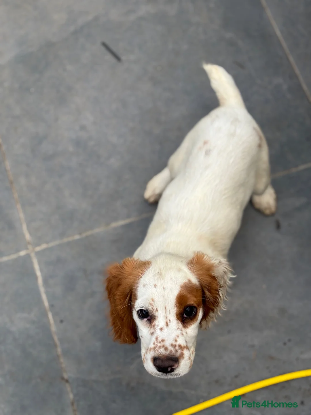 Cocker Spaniel dogs for sale: Kc health tested working cocker pups - Advert 1