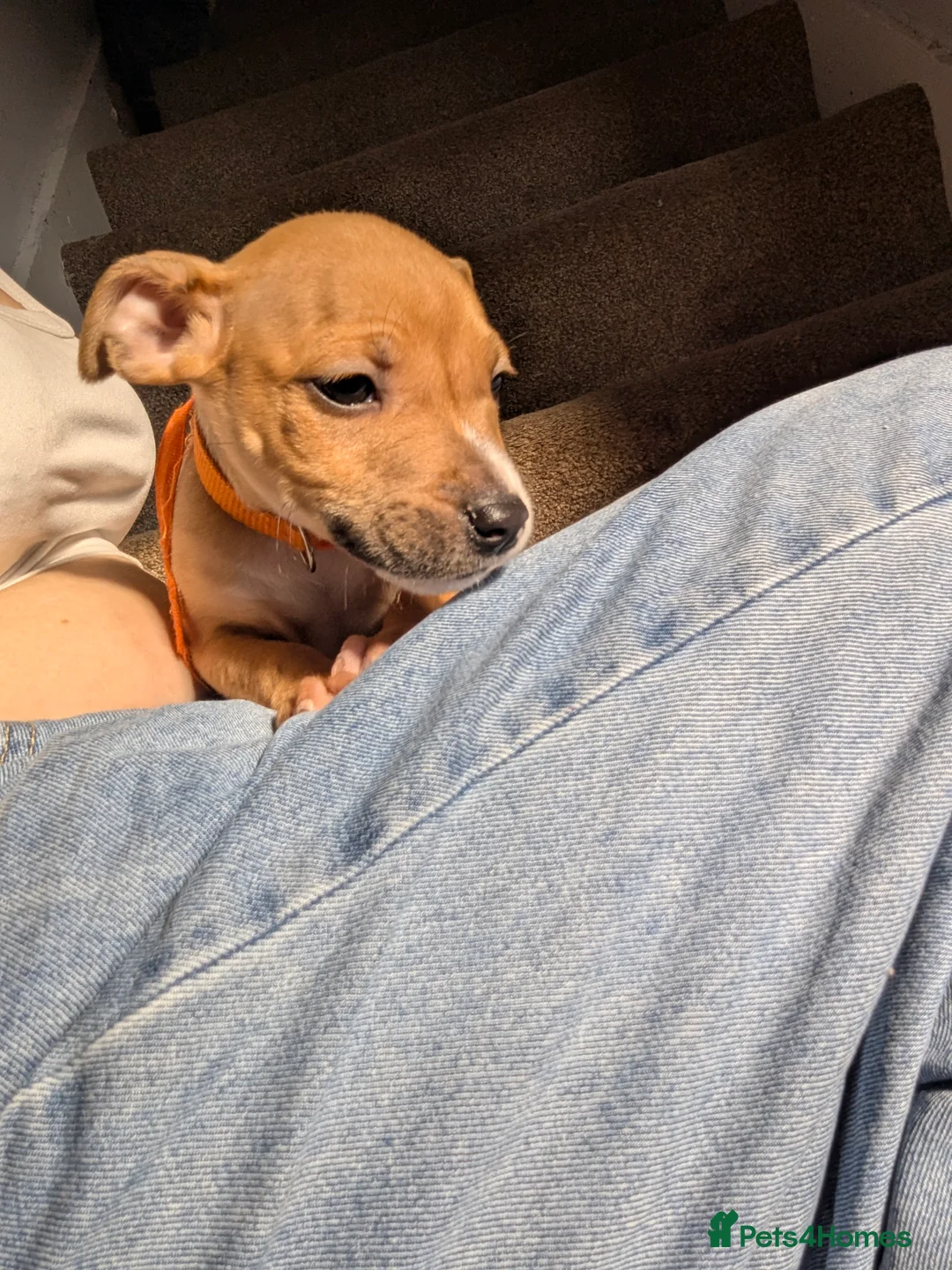 Mixed Breed dogs for sale: *** 2 females left *** Staffy x EBT - Advert 18