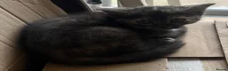 Mixed Breed cats for sale: 5 lovely kittens for sale  - Advert 5