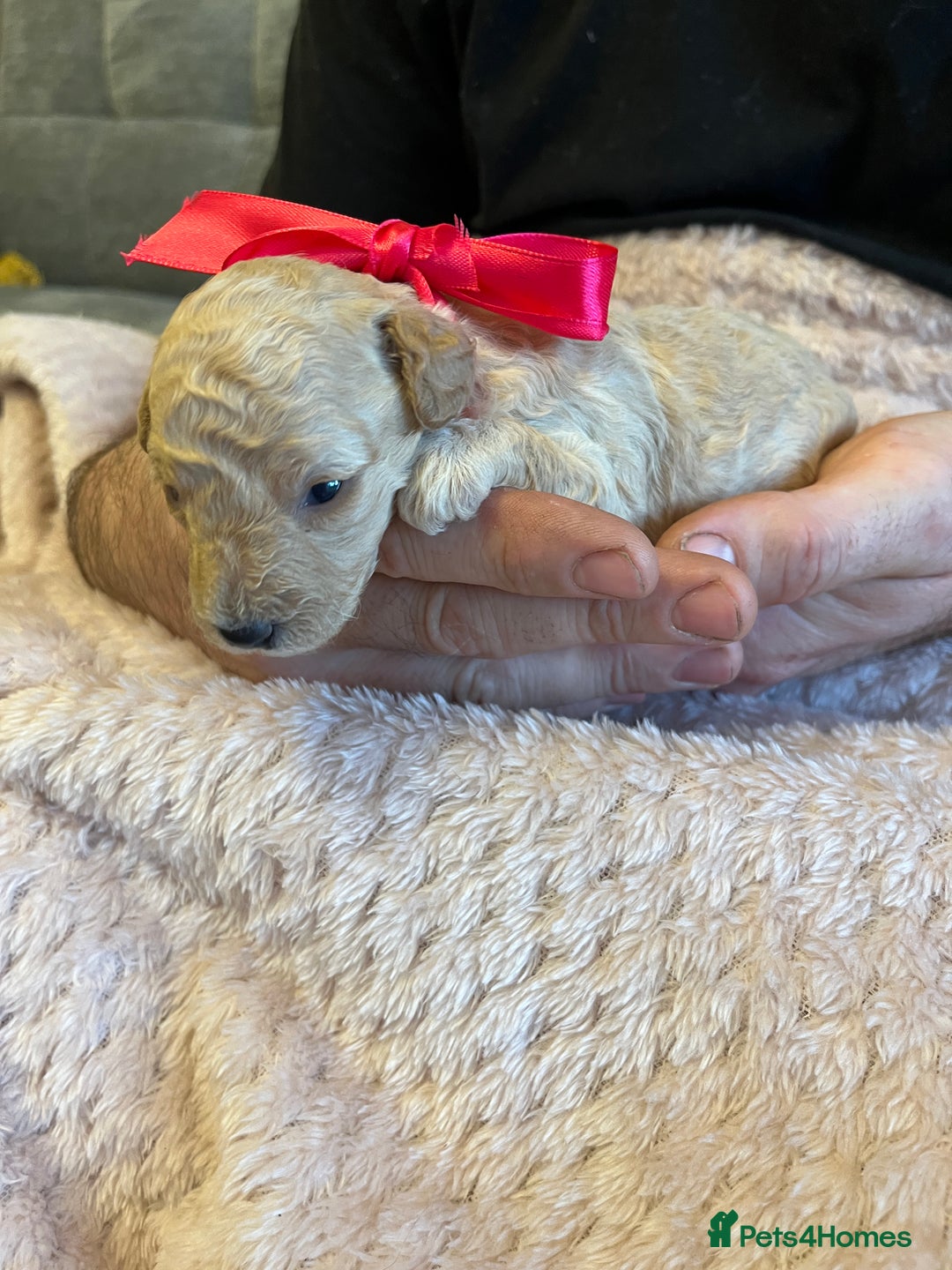 Miniature Poodle dogs for sale: Gorgeous miniature poodle pups - Image 22