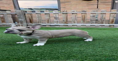 French Bulldog dogs in Barking - Advert 14