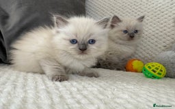 Ragdoll cats for sale: Stunning Bluepoint Ragdoll Kittens for sale - Image 21