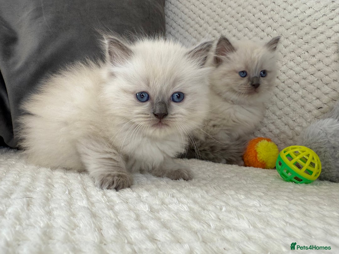 Ragdoll cats for sale: Stunning Bluepoint Ragdoll Kittens for sale - Image 21