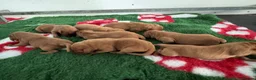 Labrador Retriever dogs for sale: Stunning KC Fox Red Boys & Girls Labradors  - Advert 8