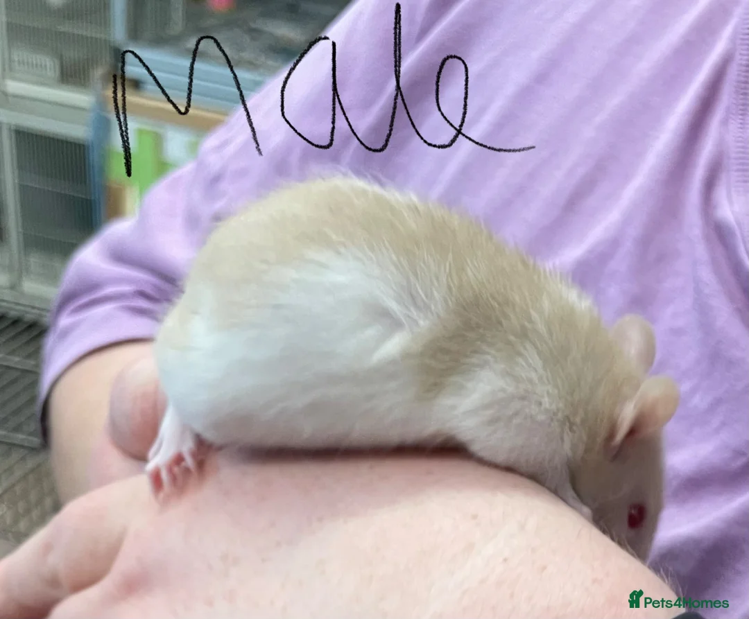 Rat rodents for sale: Baby rats - Advert 2