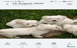 Bichon Frise dogs for sale: Bichon  - Image 4