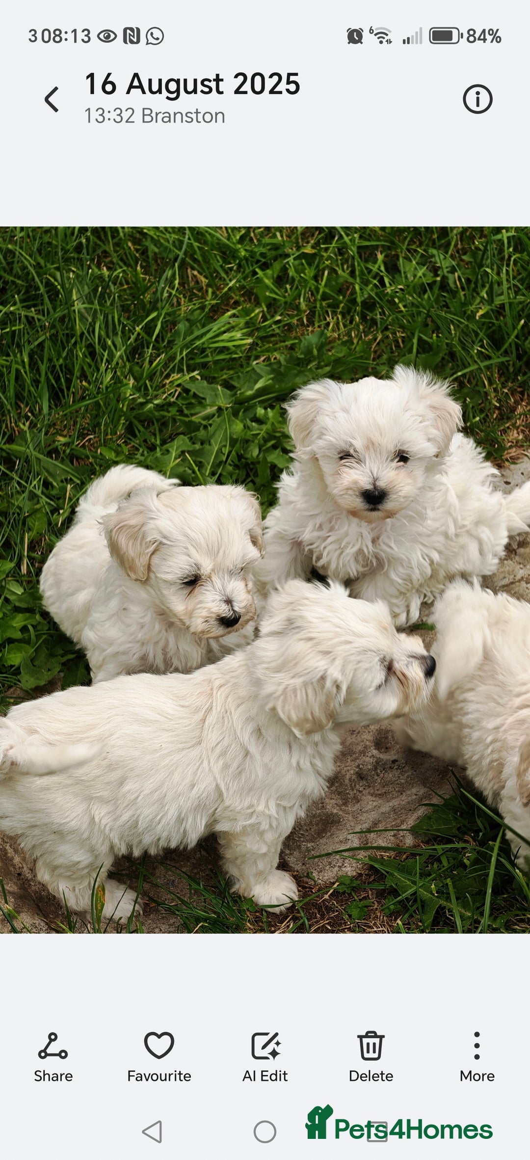 Bichon Frise dogs for sale: Bichon  - Image 4