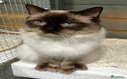 Ragdoll cats for stud: Chocolate stud available  - Image 2