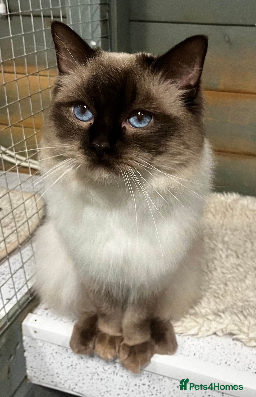 Ragdoll cats for stud: Chocolate stud available  - Image 2
