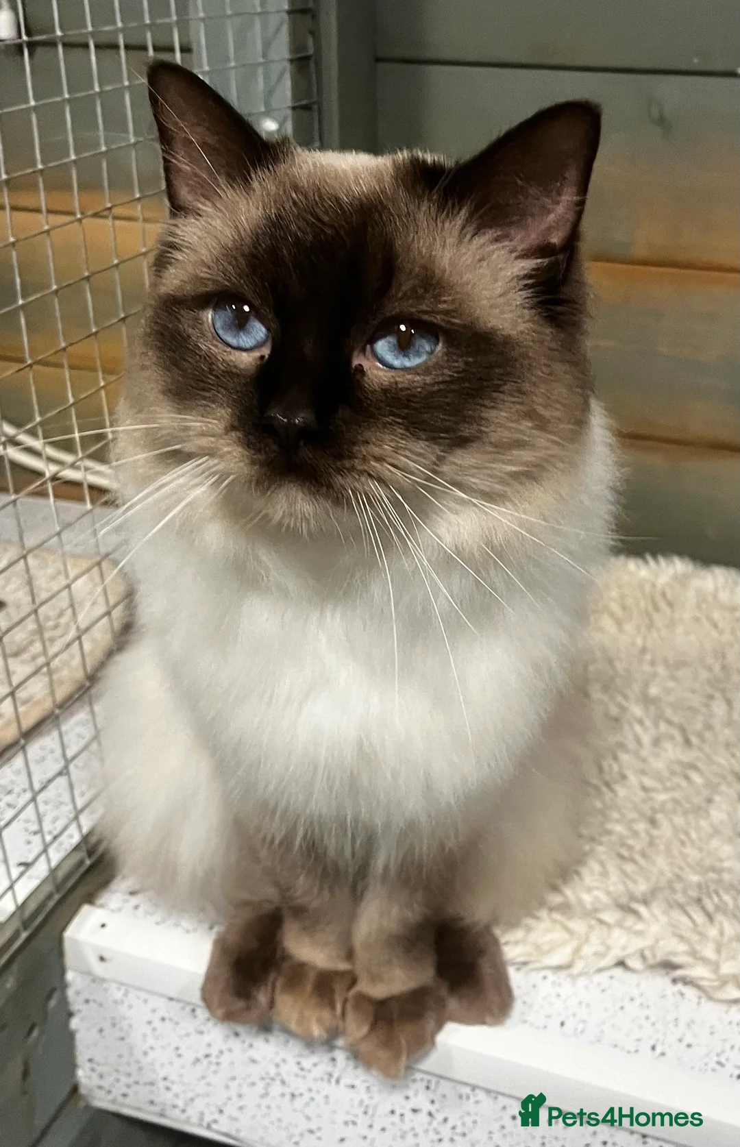 Ragdoll cats for stud: Chocolate stud available  - Advert 2