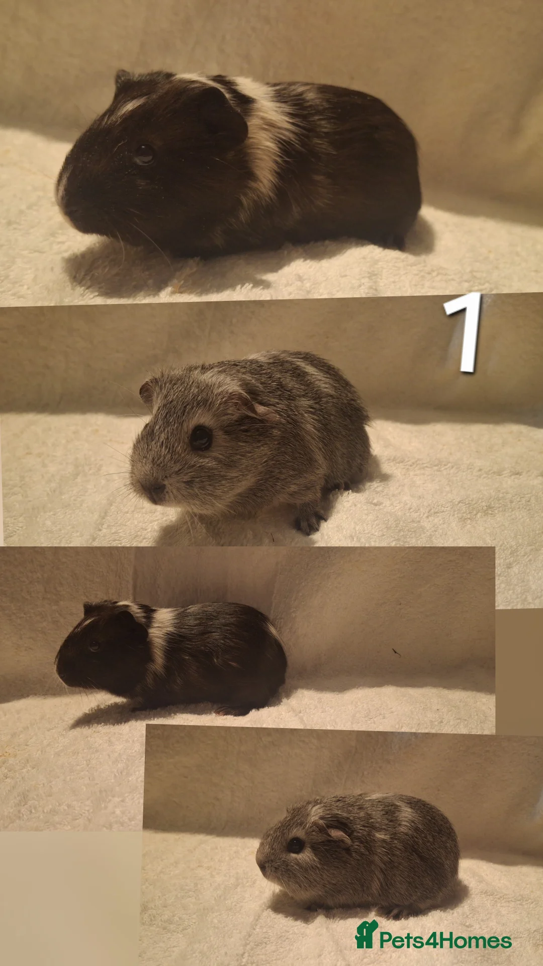 Guinea Pig rodents for sale: Gorgeous guinea pigs looking for new home 🏡  - Advert 2