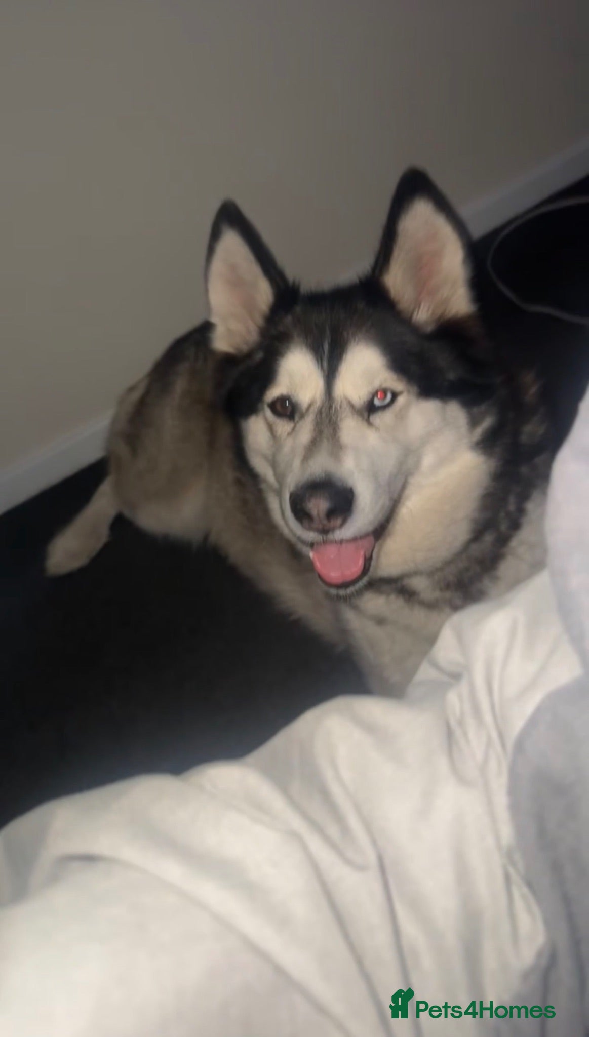 Siberian Husky dogs Siberian husky  - Advert 2