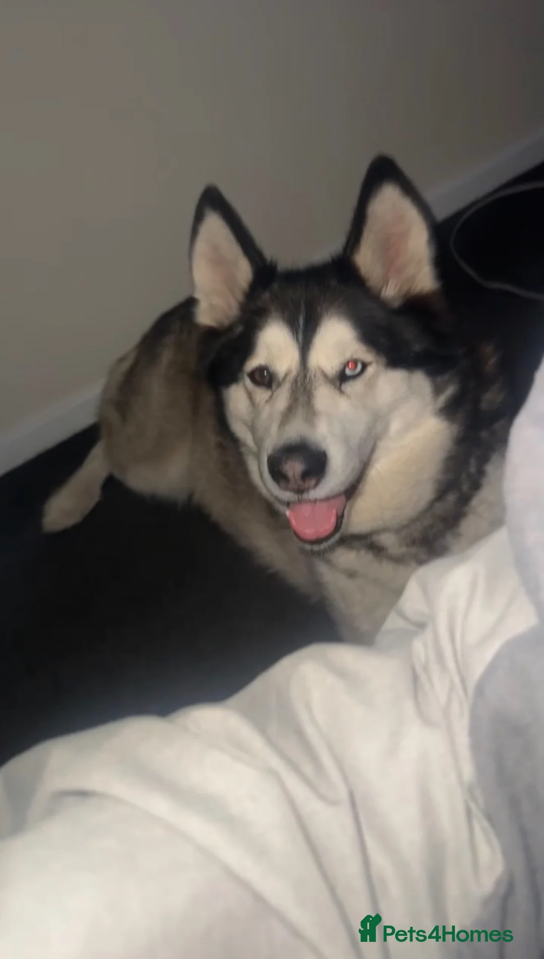 Siberian Husky dogs for sale: Siberian husky  in Ashton-under-Lyne - Advert 1