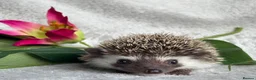 Pygmy Hedgehog rodents for sale: African Pygmy Hedgehog Ethically Bred Girl  - Advert 6