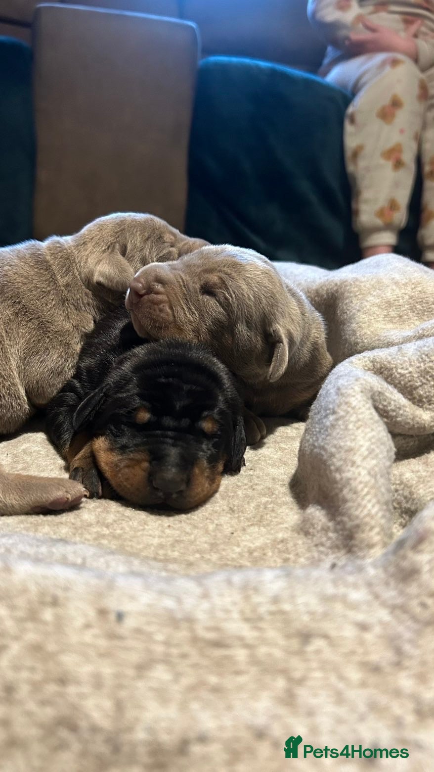 Dobermann dogs Dobermann puppies for sale ☺️ - Advert 13