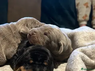 Dobermann dogs Dobermann puppies for sale ☺️ - Advert 17