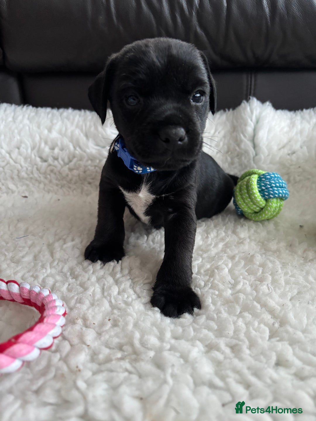Mixed Breed dogs for sale: BorderJack Puppies - Advert 11