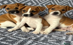 Mixed Breed dogs for sale: 💙 3 Beautiful Boys 💙 - Image 11
