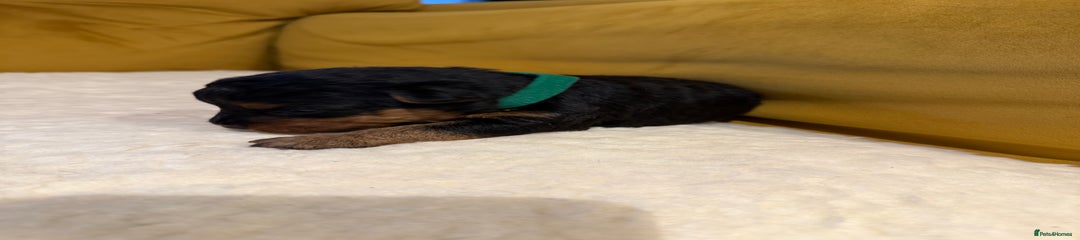 Welsh Terrier Puppy 3