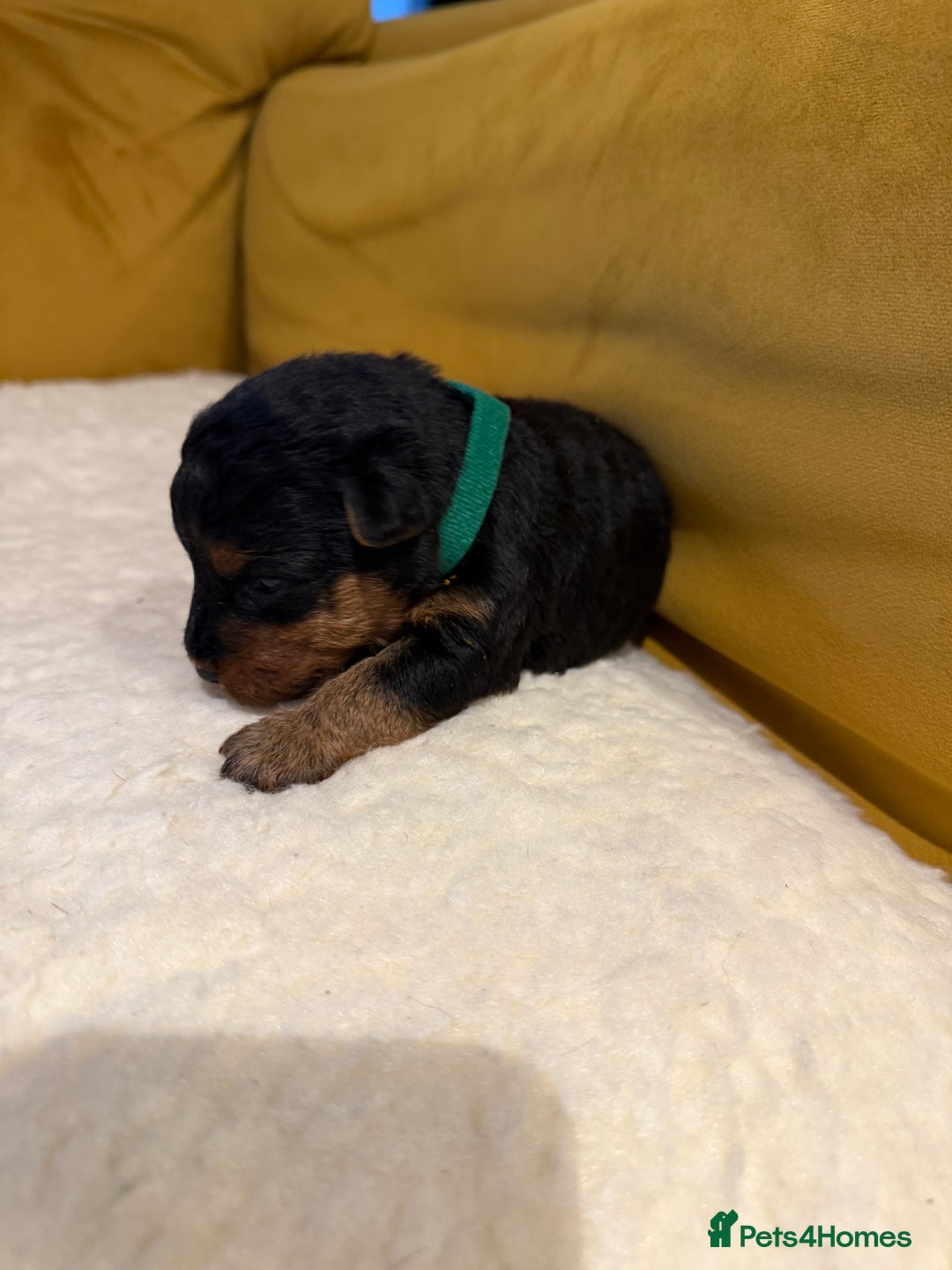 Welsh Terrier dogs for sale: Absolutely stunning top litter  - Image 12