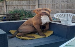 Mixed Breed livestock for sale: Roxy  - Image 3