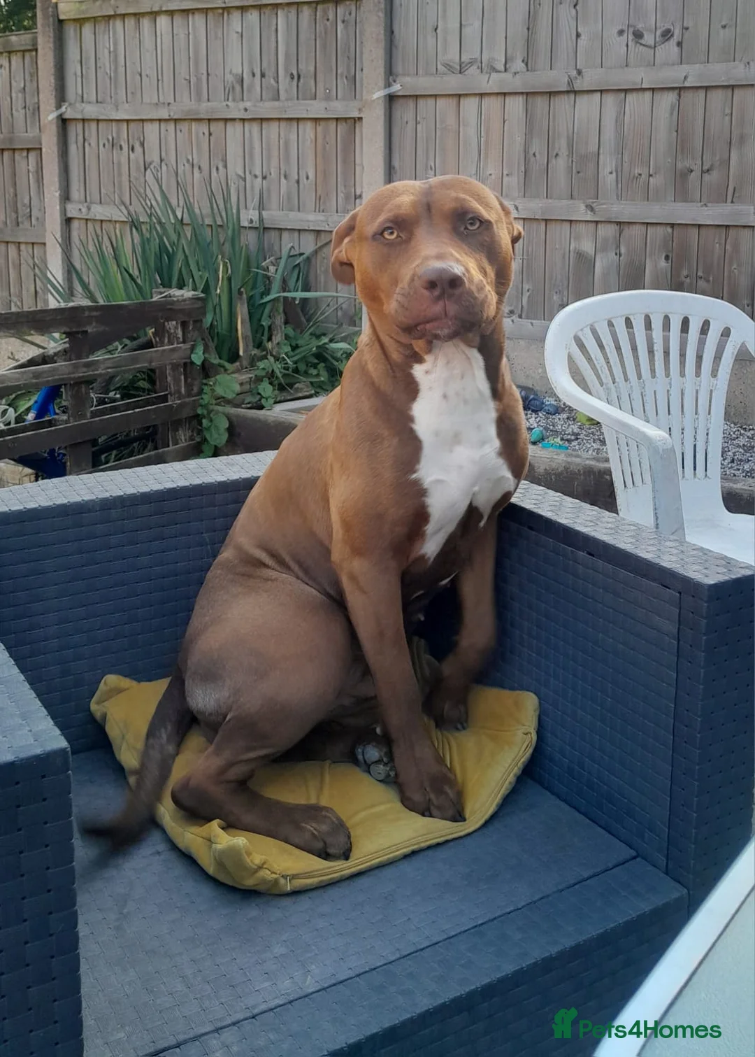 Mixed Breed livestock for sale: Roxy  - Advert 3
