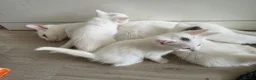 Mixed Breed cats for sale: 🔹️🔸️🔹️Kittens🔸️domestic cat x Ragdoll 🔹️🔸️ - Advert 16