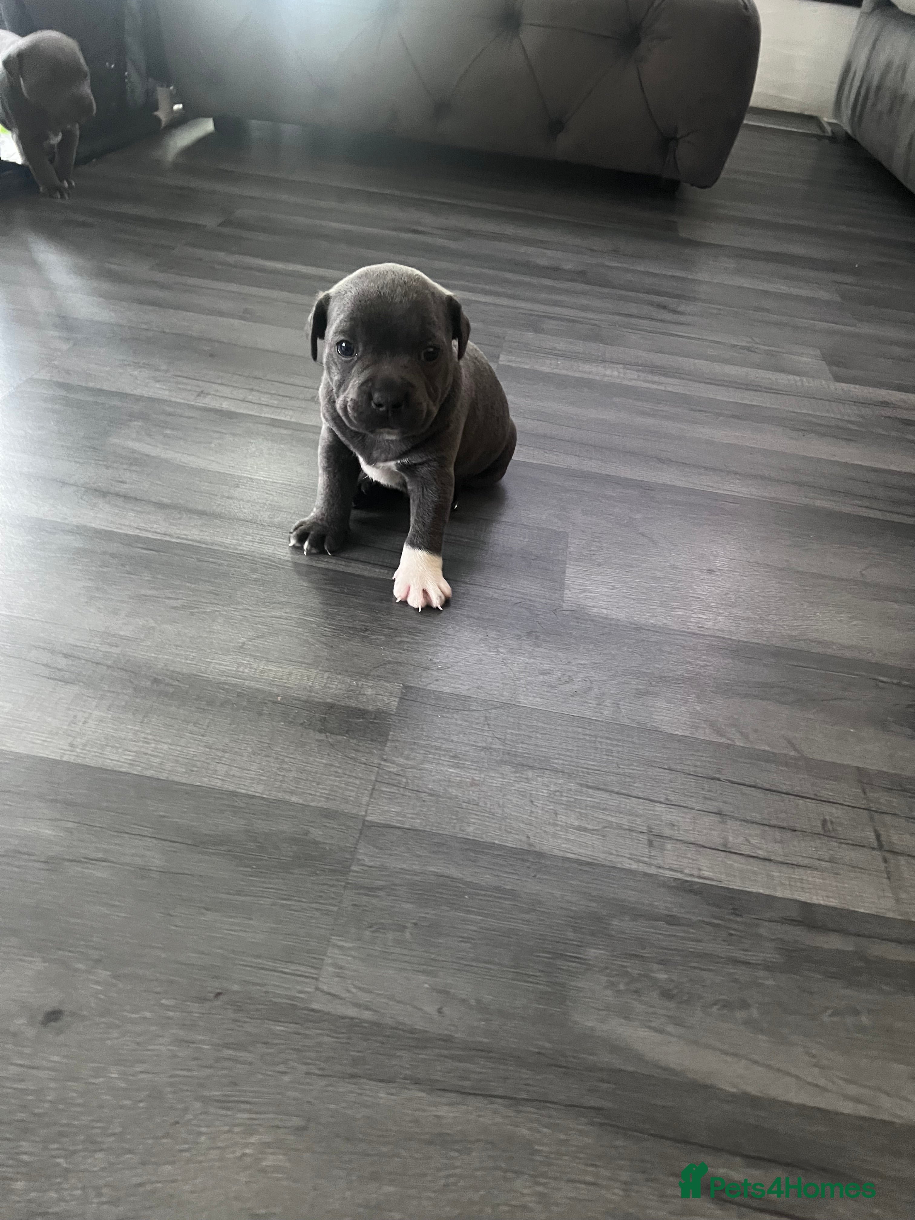 Staffordshire Bull Terrier dogs LAST BOY LEFT KC REGISTERED 5 STAR BLUE   - Advert 10