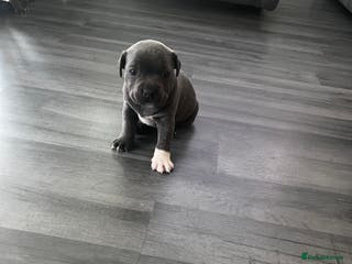 Staffordshire Bull Terrier dogs LAST BOY LEFT KC REGISTERED 5 STAR BLUE - Advert 10