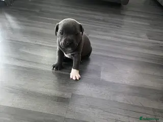 Staffordshire Bull Terrier dogs LAST BOY LEFT KC REGISTERED 5 STAR BLUE - Advert 14