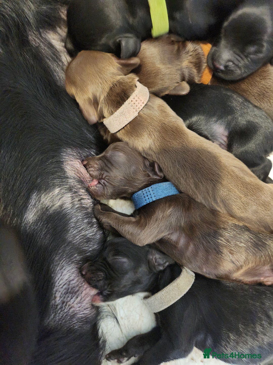 Cocker Spaniel dogs for sale: Cocker Spaniel Puppies (Leave December 1st🎄🐕💖) - Image 8