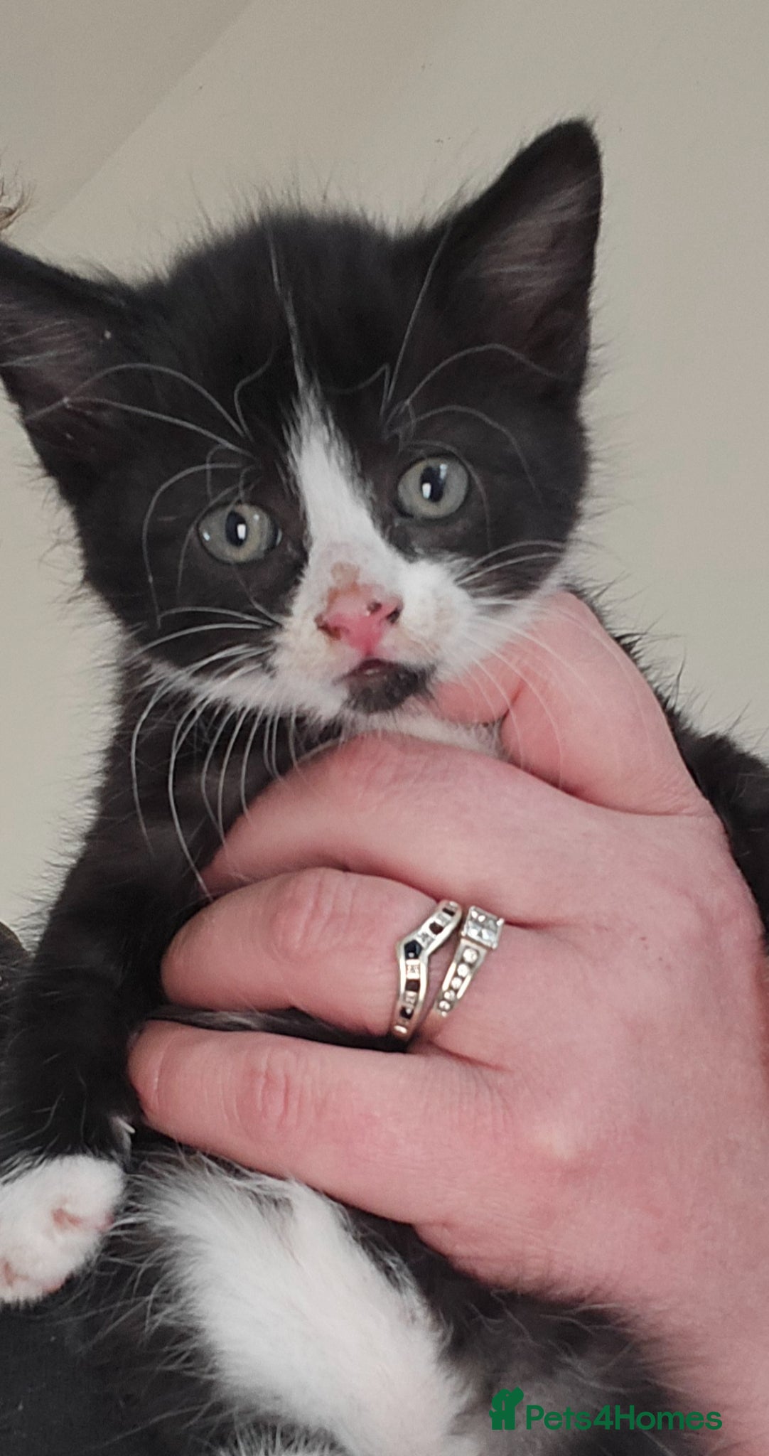 Mixed Breed cats 4 beautiful kittens for sale.  - Advert 1