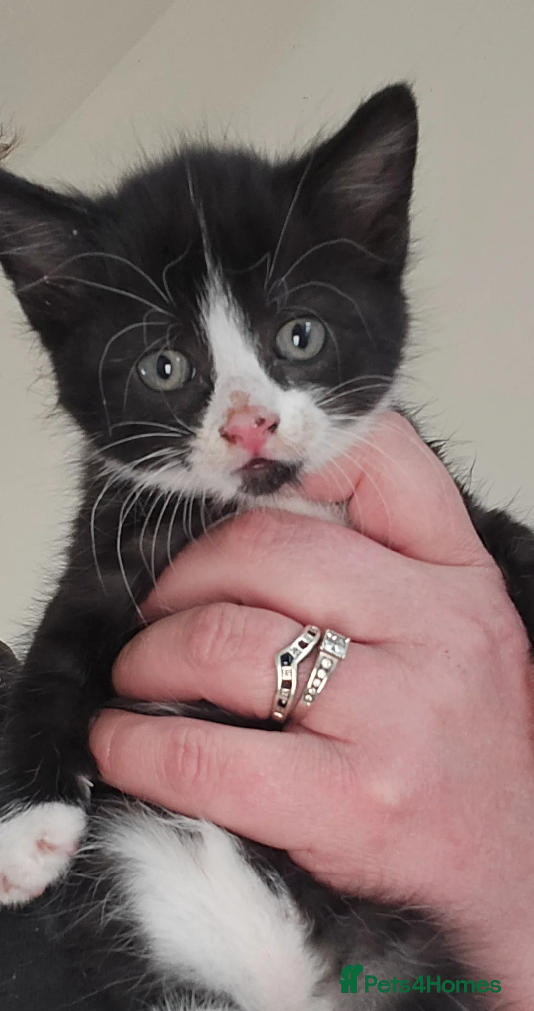 Mixed Breed cats for sale: 4 beautiful kittens for sale.  - Advert 1