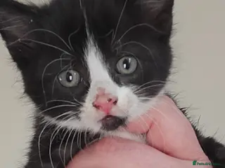 Mixed Breed cats 4 beautiful kittens for sale. - Advert 4