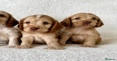 Cocker Spaniel dogs - Advert 7