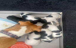 Jack Russell dogs for sale: Jack Russell litter of 7 - Advert 25