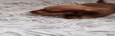 Miniature Dachshund 2